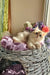 Noris | british longhair kitten