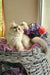 Noris | british longhair kitten