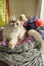 Noris | british longhair kitten