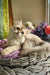 Noris | british longhair kitten