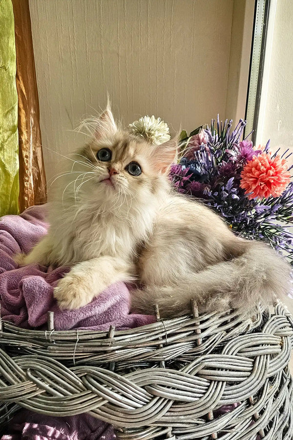 Noris | british longhair kitten