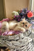 Noris | british longhair kitten