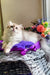 Noris | british longhair kitten