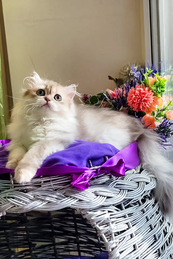 Noris | british longhair kitten