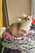 Noris | british longhair kitten