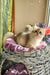 Noris | british longhair kitten