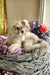Noris | british longhair kitten