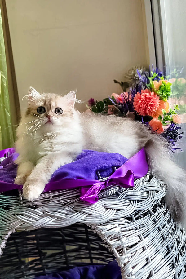 Noris | british longhair kitten