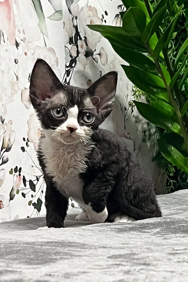 Norma | devon rex kitten