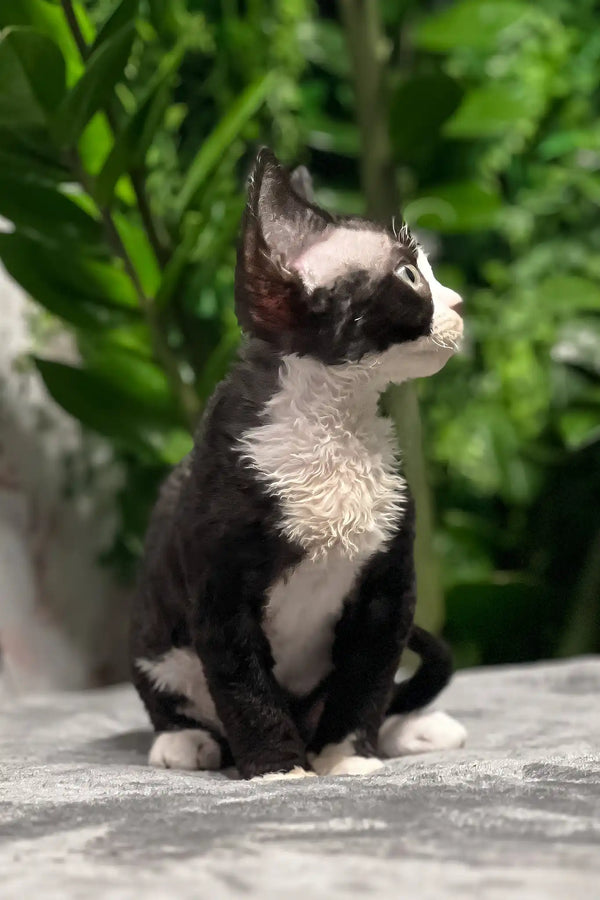 Norma | devon rex kitten