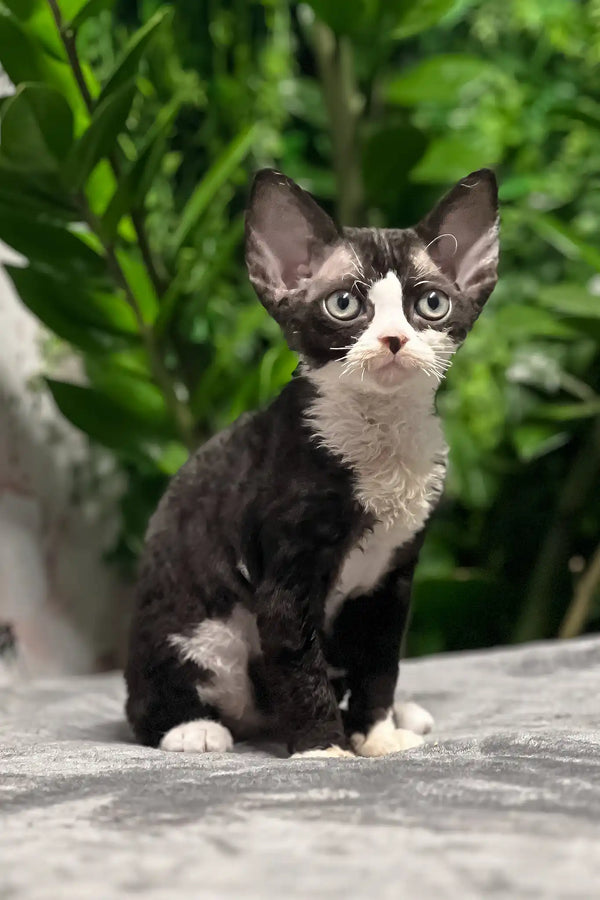 Norma | devon rex kitten
