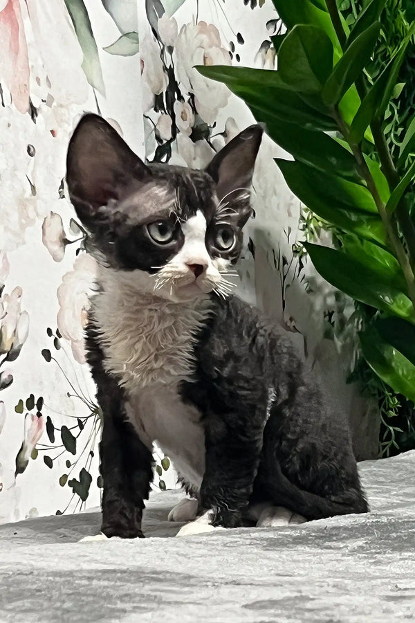 Norma | devon rex kitten