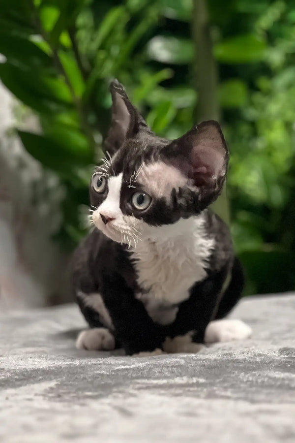 Norma | devon rex kitten