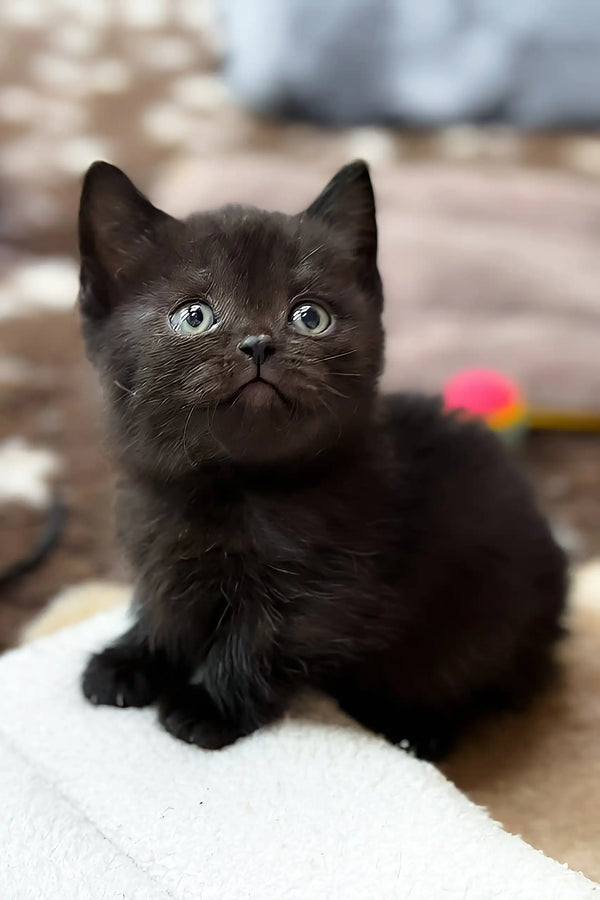 Norma | munchkin kitten