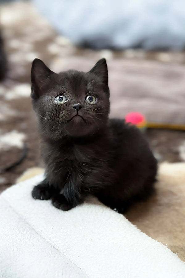 Norma | munchkin kitten