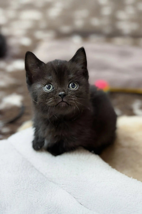 Norma | munchkin kitten