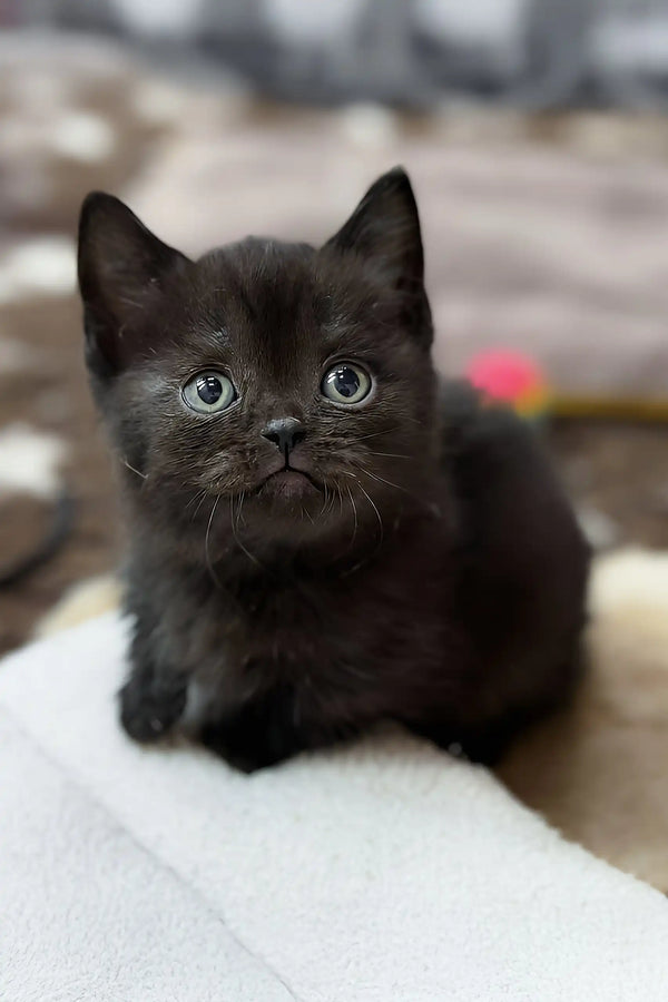 Norma | munchkin kitten
