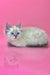 Fluffy white Ragdoll kitten with blue eyes chilling in Norvel Siberian Kitten