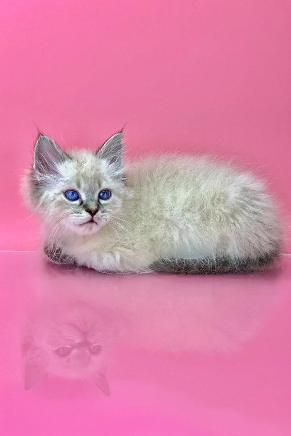 Fluffy white Ragdoll kitten with blue eyes chilling in Norvel Siberian Kitten