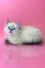 Fluffy white Ragdoll kitten with blue eyes relaxing for Norvel Siberian Kitten