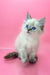 Ragdoll kitten with blue eyes and cream fur in Norvel Siberian Kitten product