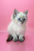 White Ragdoll kitten with blue eyes and dark paws from Norvel Siberian Kitten