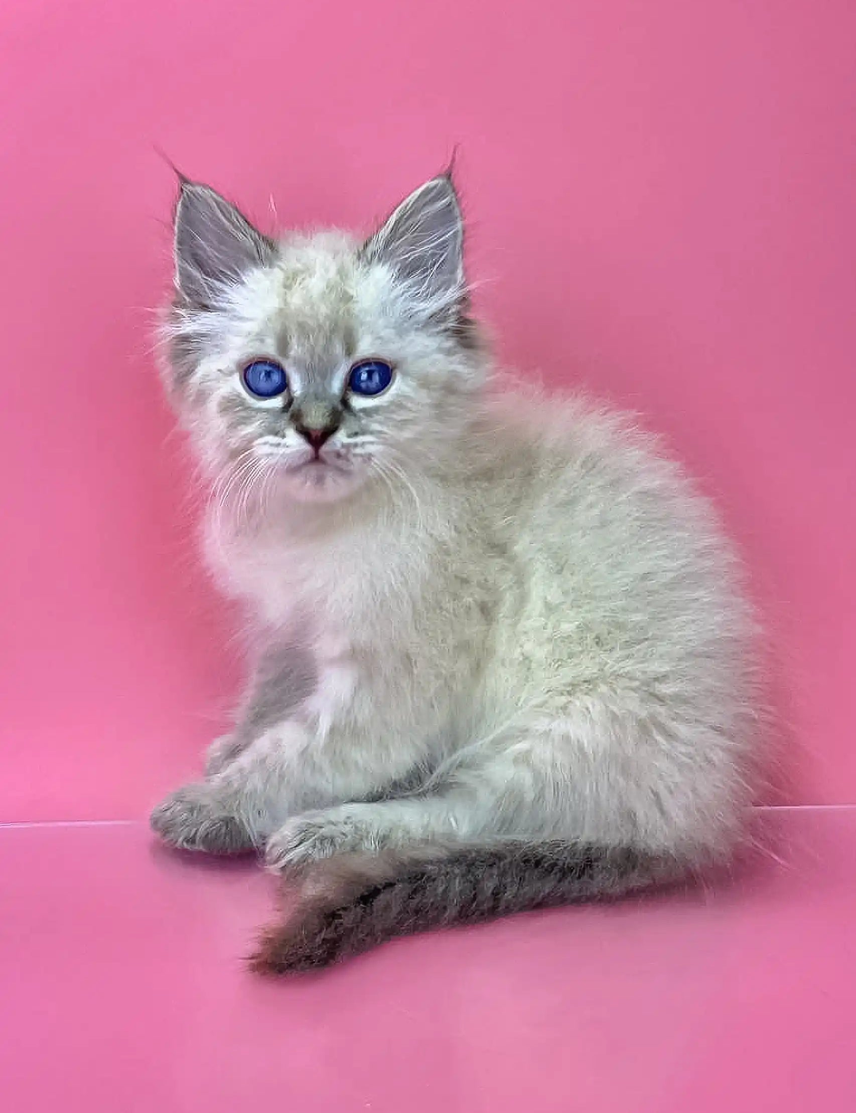 White Ragdoll kitten with blue eyes and grey points in Norvel Siberian Kitten product