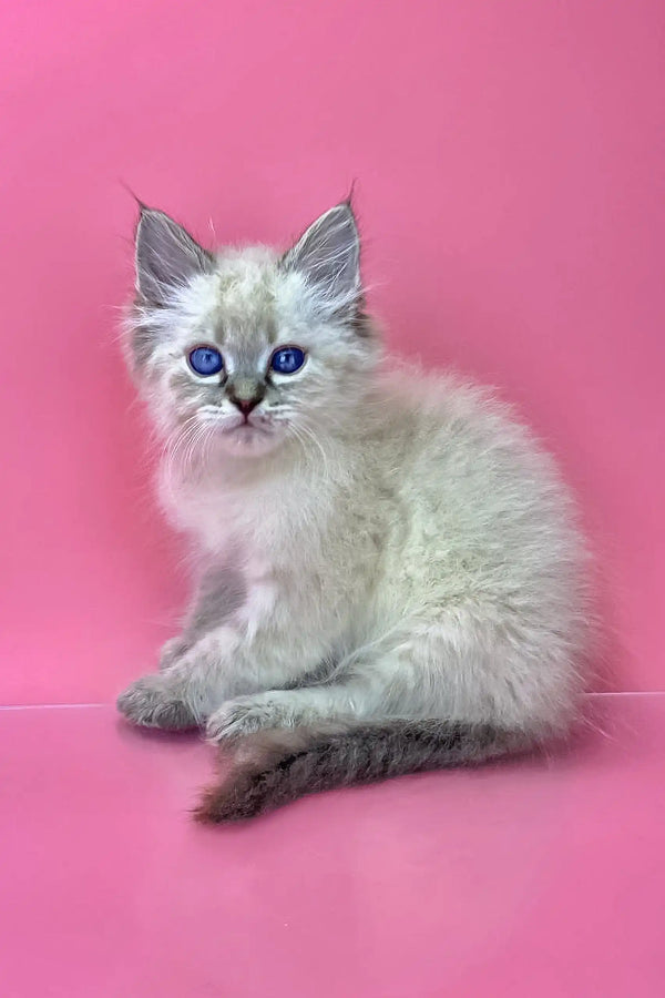 White Ragdoll kitten with blue eyes and grey points in Norvel Siberian Kitten product