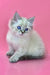 White Ragdoll kitten with blue eyes and grey points featured in Norvel Siberian Kitten