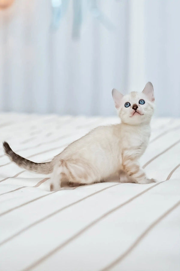 Blue-eyed white kitten from Nov Fiona, the adorable Bengal Kitten product