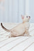 Alert white kitten with blue eyes in Nov Fiona Bengal Kitten product display