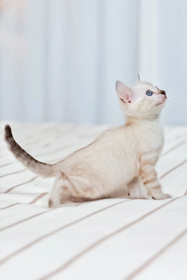 Alert white kitten with blue eyes in Nov Fiona Bengal Kitten product display