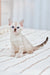 Blue-eyed white kitten with striped tail in the Nov Fiona Bengal Kitten product