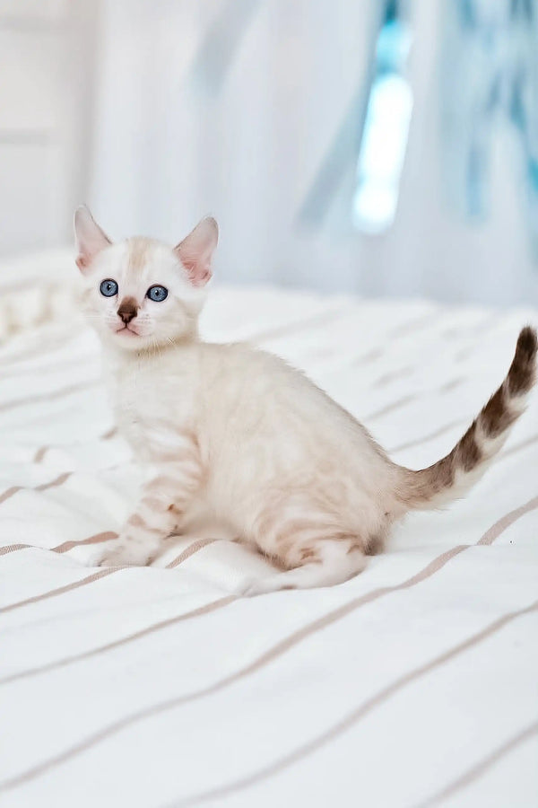 Cute white kitten with blue eyes and striped tail from Nov Fiona Bengal Kitten