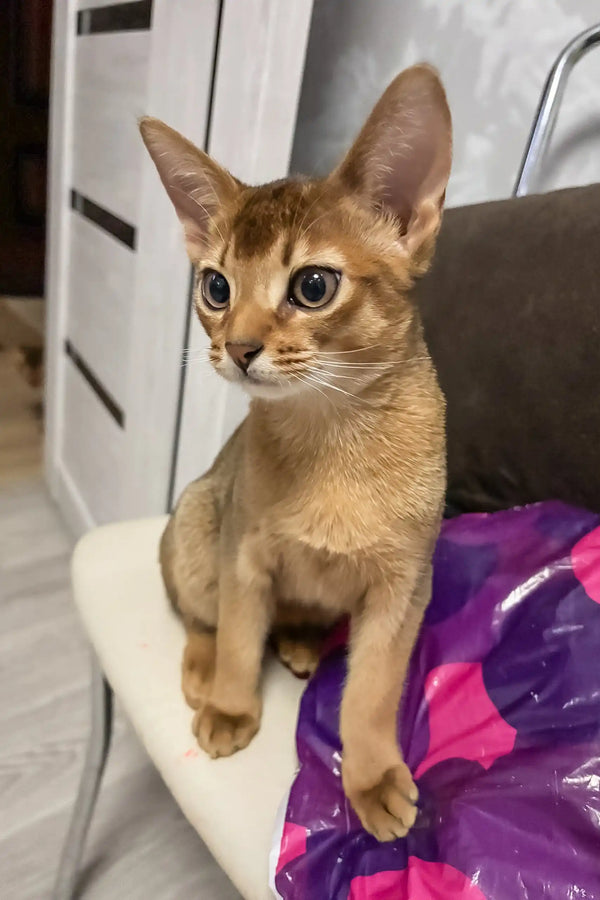 Alert Abyssinian cat in the Nov Simba Abyssinian Kitten product display