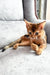 Abyssinian cat chilling with style in the Nov Simba Abyssinian Kitten product