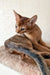 Adorable Abyssinian kitten with a dark tail from Nov Simba collection