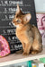 Cute Abyssinian kitten with golden-brown fur from Nov Simba collection