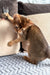 Playful Abyssinian kitten from Nov Simba, the perfect furry friend for any home