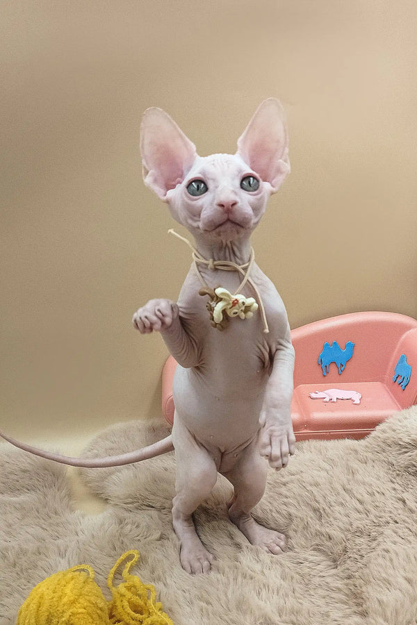 Nuts | canadian sphynx kitten