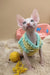 Nuts | canadian sphynx kitten