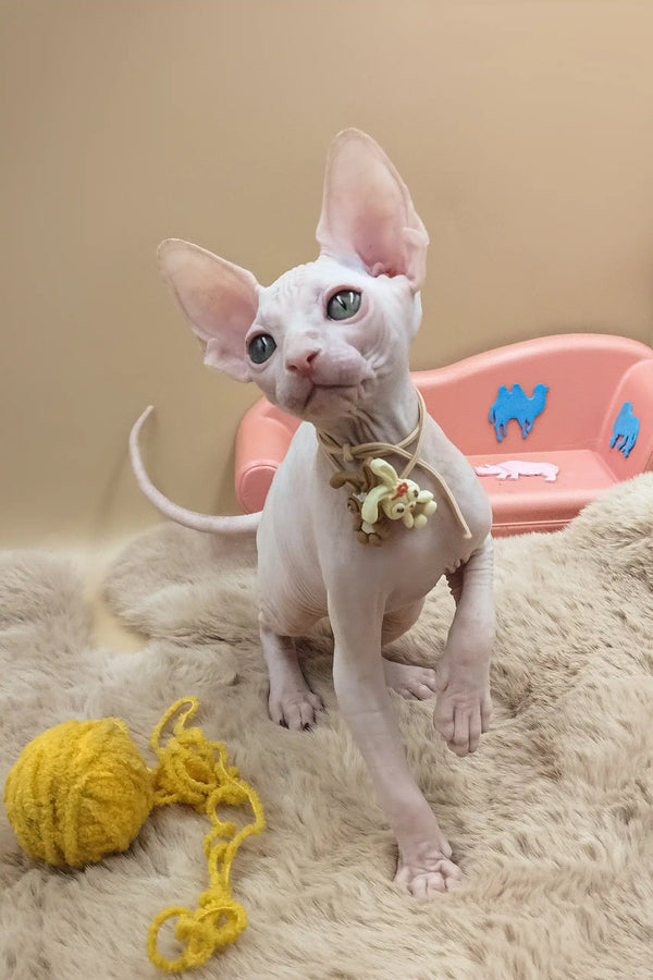 Nuts | canadian sphynx kitten