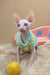Nuts | canadian sphynx kitten