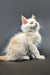 White fluffy kitten with blue eyes, a cute red shaded silver Maine Coon