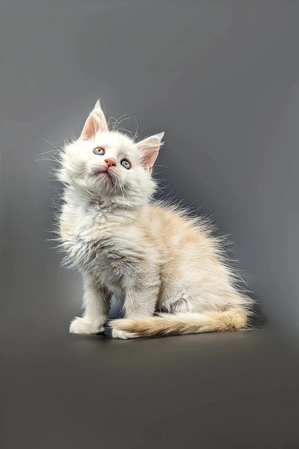 Fluffy white Maine Coon Kitten looking attentive, perfect for a red shaded silver theme