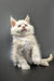 White fluffy kitten sitting upright, showcasing red shaded silver fur and alert expression