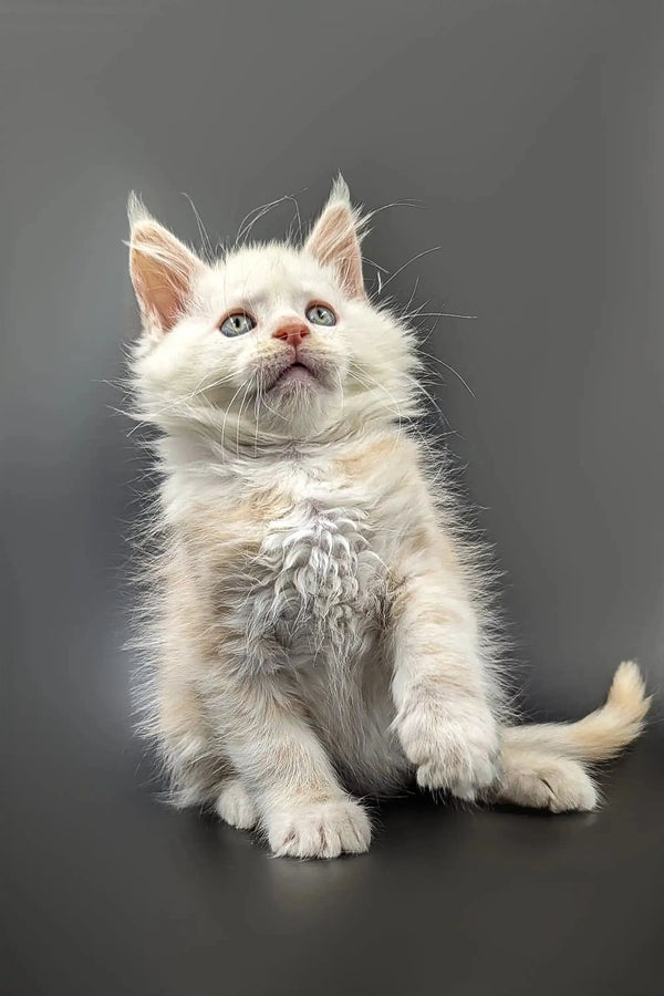 White fluffy kitten sitting upright, showcasing red shaded silver fur and alert expression