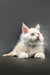 White kitten with pink ears and bright eyes, perfect for a red shaded silver Maine Coon