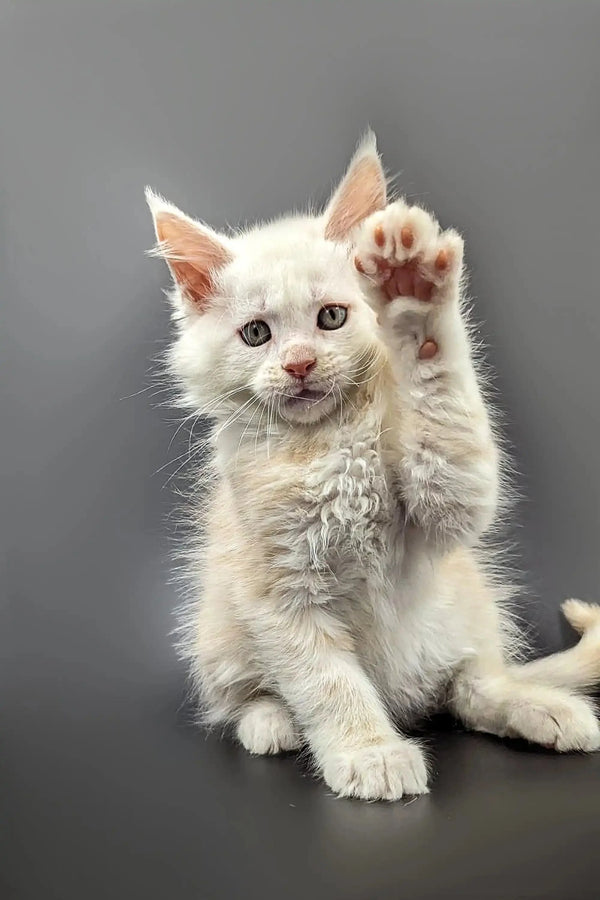 Playful white kitten raising paw, perfect for your Red Shaded Silver Maine Coon Kitten