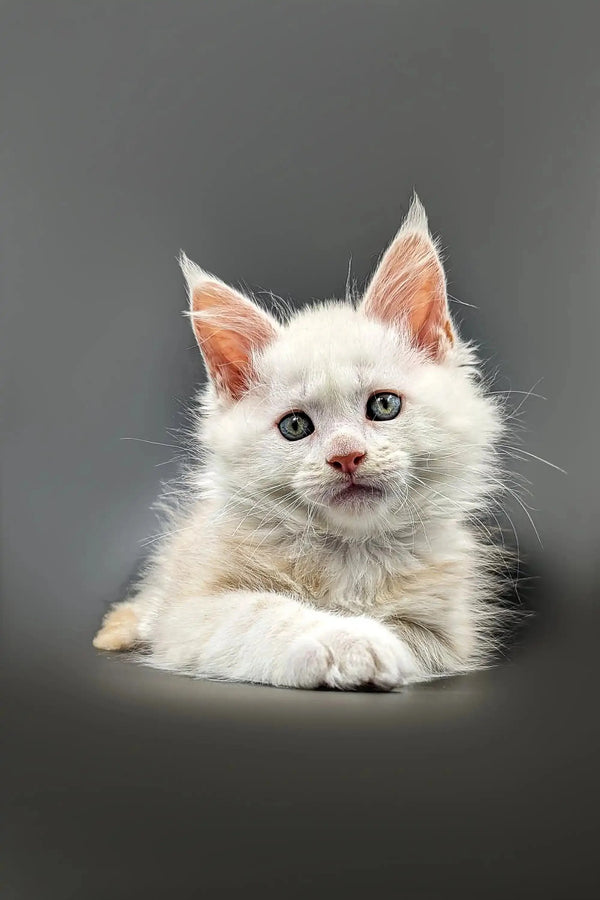 Adorable white kitten with blue eyes and pink nose from Nuts Maine Coon Kitten collection